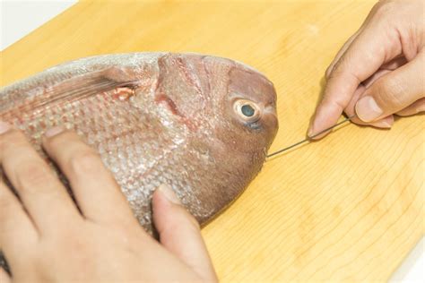 魚血|【漁師流】魚・釣り血抜きの研究結果！ 